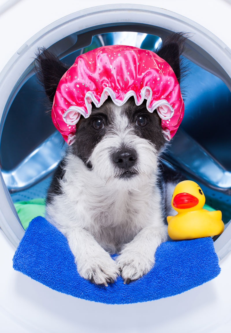Dog wearing a shower cap Dog wearing a shower cap